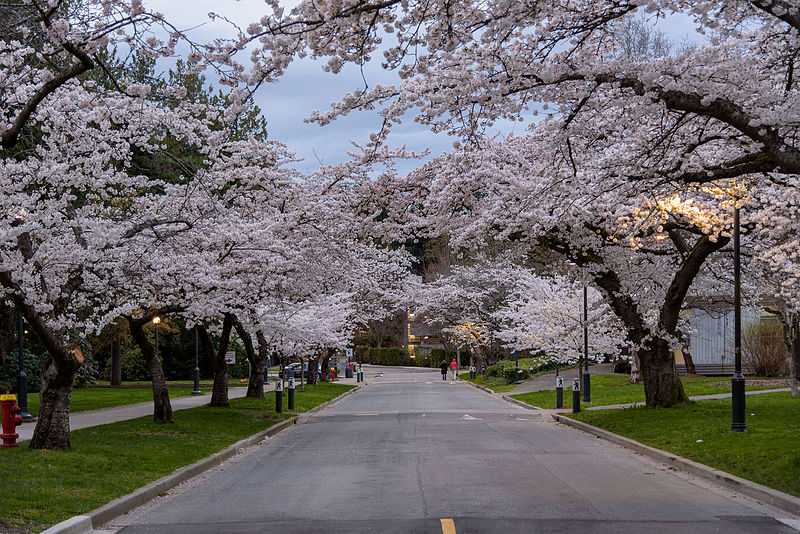 Vancouver, Best Places In The World To See The Spring Blossoms In Its Peak!