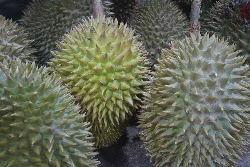 Durian fruit, strange laws of Bangkok, Thailand Bangkok Facts