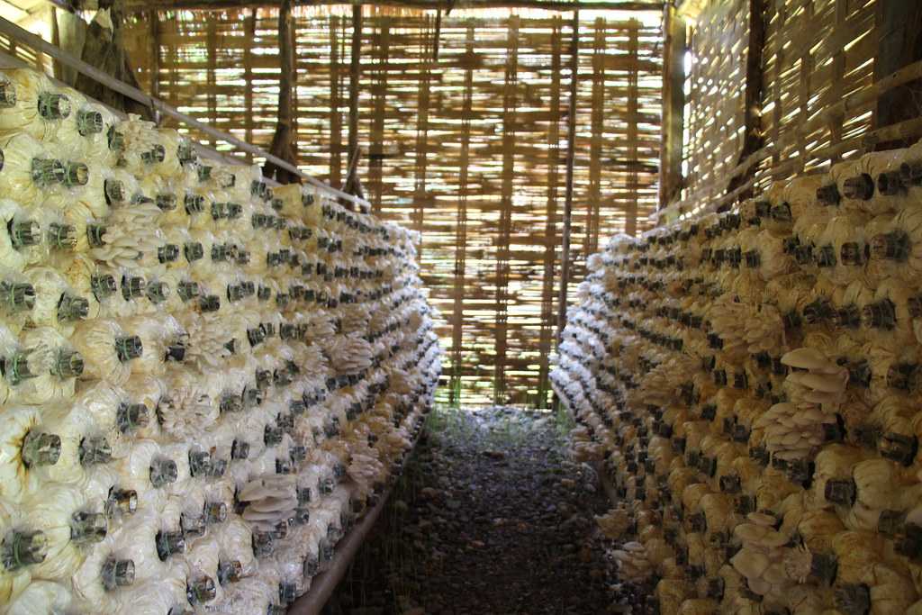 Mushroom Farms, Gohtong Jaya