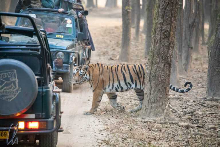 tiger travel giarre