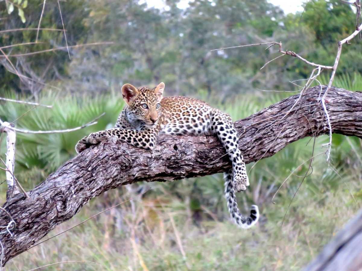 15 Most Popular Wildlife in Tanzania to Spot During Safari | Holidify