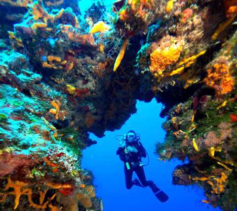 Palancar reefs diving spot