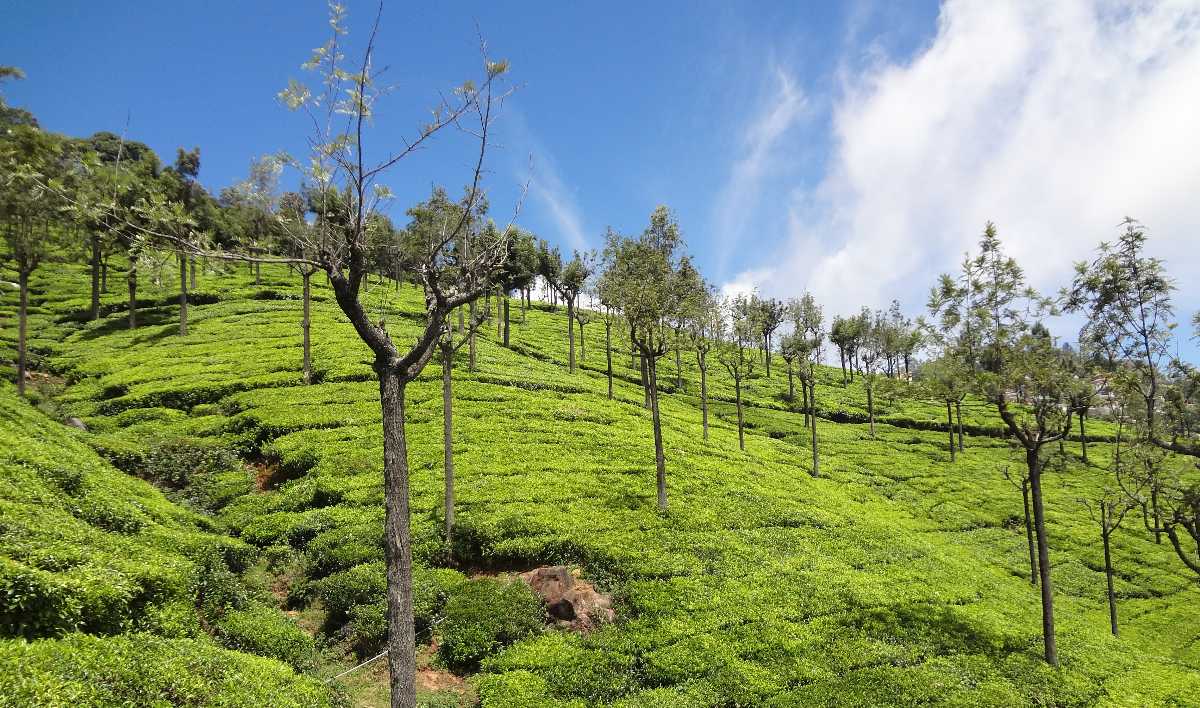 Best Time To Visit Ooty > Weather, Temperature & Season