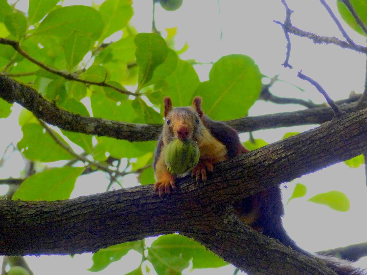 Anshi Giant Squirrel