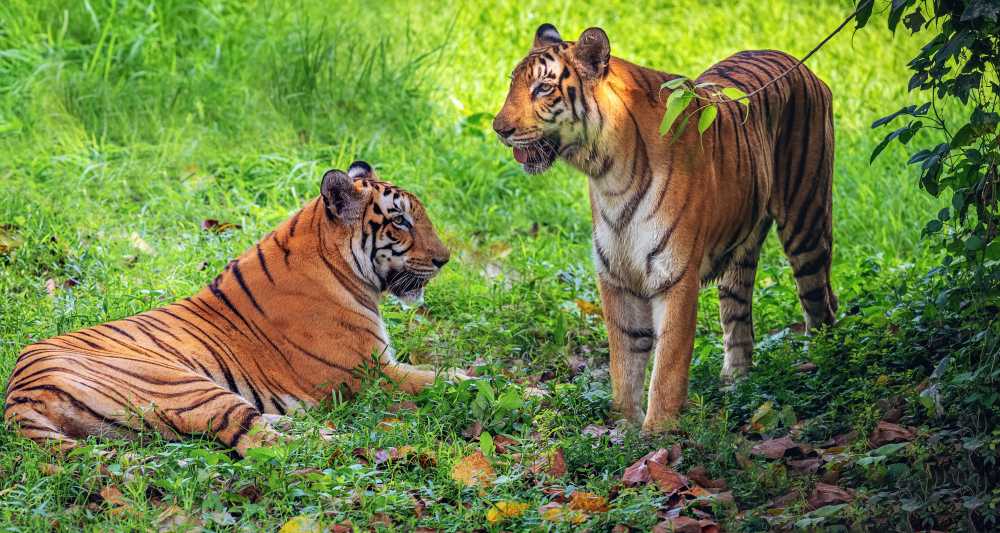 The Sambhar Tiger Sanctuary