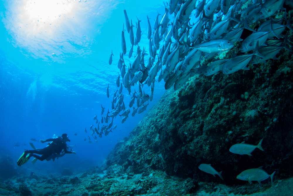 Diving In The Similan Islands - Top Dive Sites , Best Time, Cost - Holidify