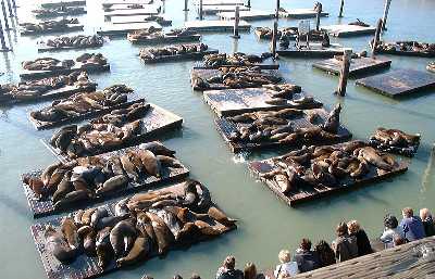 Sea lion pop-up opens at San Francisco's Pier 39 – NBC Bay Area